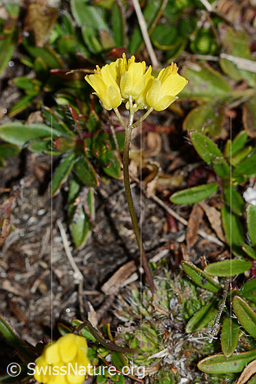 Photo: Draba hoppeana. Whole plant (habiti).