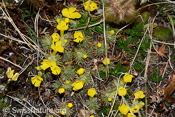 Photo: Androsace vitaliana. Cushion with several flowers.