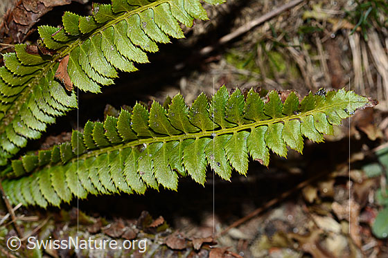 Foto: Lanzenfarn (Polystichum lonchitis). Wedel und Blätter. Ansicht von oben.