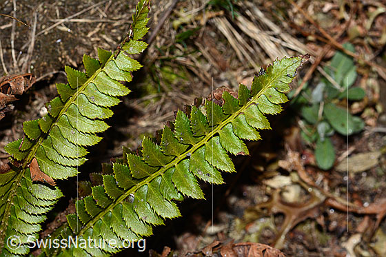 Foto: Lanzenfarn (Polystichum lonchitis). Wedel und Blätter. Ansicht von oben.