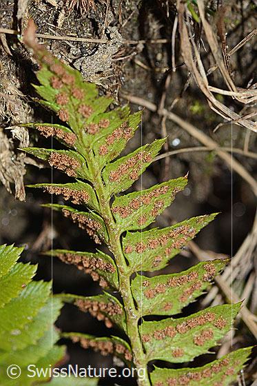 Foto: Lanzenfarn (Polystichum lonchitis). Sori an der Unterseite der Blätter.