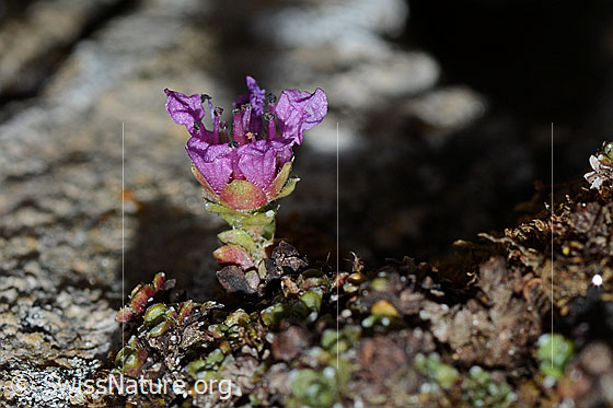 Foto: Gegenblättriger Steinbrech (Saxifraga oppositifolia). Blüte und Blätter. Ansicht von der Seite.