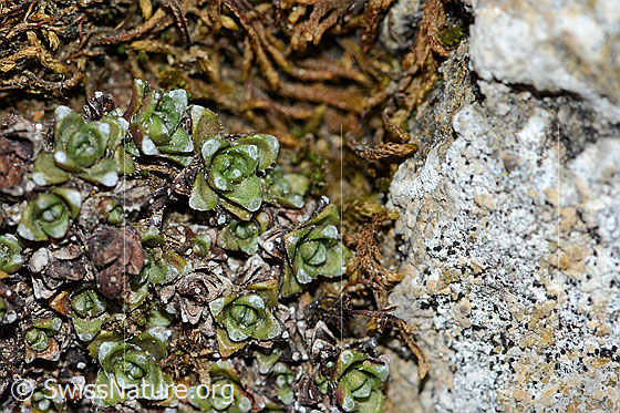 Foto: Gegenblättriger Steinbrech (Saxifraga oppositifolia). Sprosse der Pflanze.