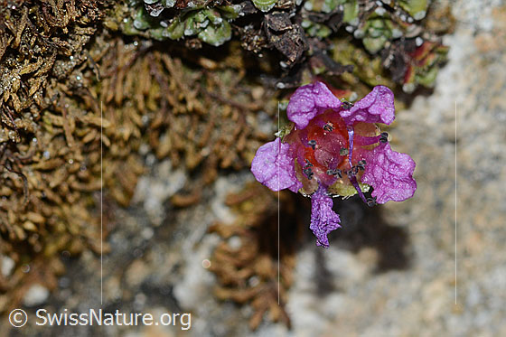 Foto: Gegenblättriger Steinbrech (Saxifraga oppositifolia). Blüte. Ansicht von oben.