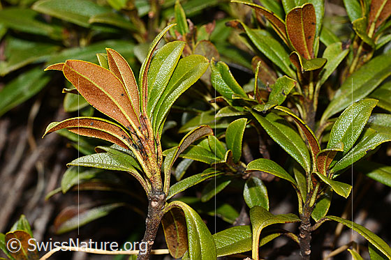 Photo: Rhododendron ferrugineum. Leaf underside.