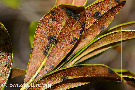 Photo: Rhododendron ferrugineum. Leaf underside.