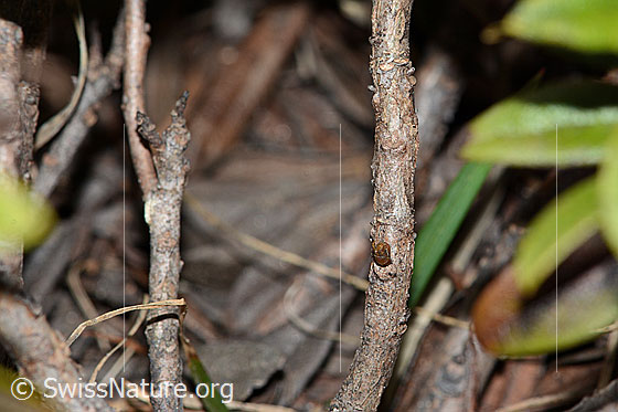 Photo: Rhododendron ferrugineum. Branches.