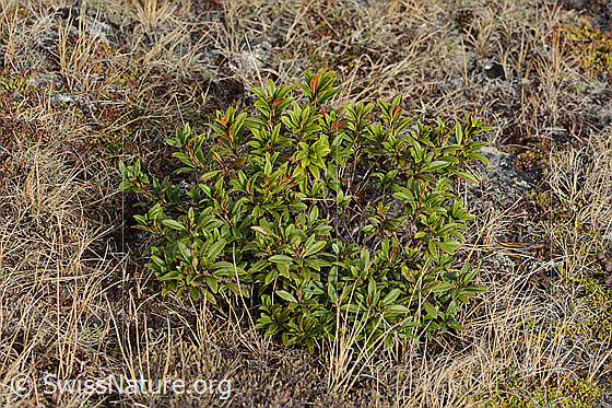 Photo: Rhododendron ferrugineum. Whole plant (habiti).