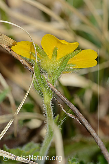 Foto: Gemeine Berg-Nelkenwurz (Geum montanum). Stängel und Blüte. Ansicht der Blüte von unten.