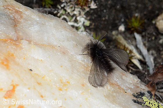 Photo: Probably Ptilocephala plumifera. Male. View from diagonally above.