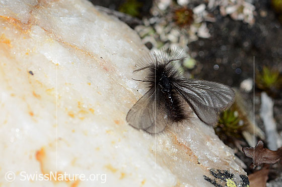 Photo: Probably Ptilocephala plumifera. Male. View from above.