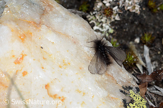Photo: Probably Ptilocephala plumifera. Male. View from diagonally above.