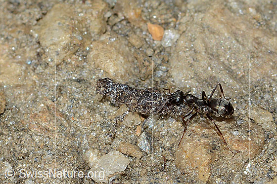 Foto: Formica lemani (Waldameise). Länge 4.5 - 6.5mm. Die Ameise transportiert einen Sackträger.