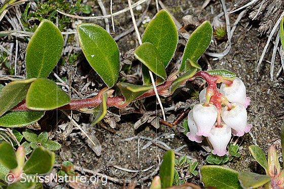 Foto: Immergrüne Bärentraube (Arctostaphylos uva-ursi). Spalierstrauch. Ästchen, Blätter und Blüten.