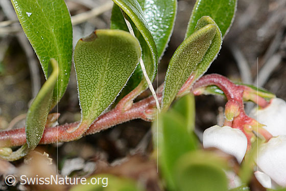 Photo: Arctostaphylos uva-ursi. Trellis shrub. Branch and leaves. Leaf underside.