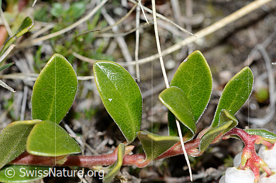 Photo: Arctostaphylos uva-ursi. Trellis shrub. Leaves. Leaf top.