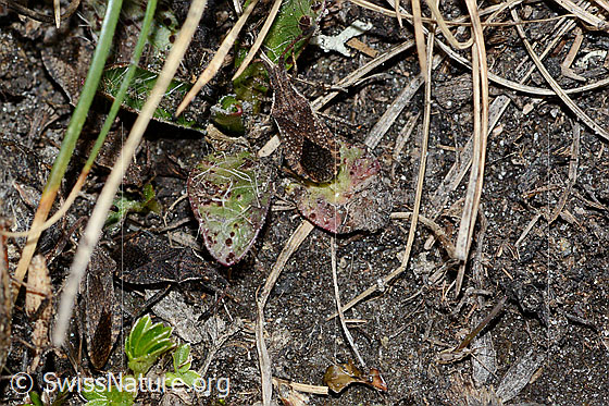 Photo: Coriomeris denticulatus. Length 9mm. Several individuals.