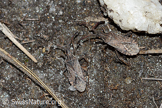 Photo: Coriomeris denticulatus. Length 9mm. View from above.