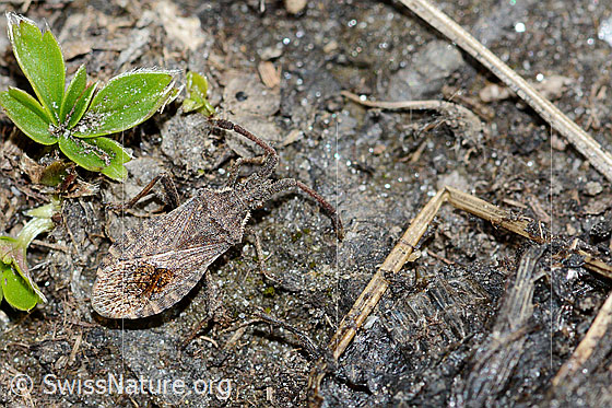 Photo: Coriomeris denticulatus. Length 9mm. View from above.