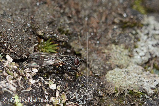 Foto: Wahrscheinlich Helina reversio (Echte Fliege). Länge 6mm. Weibchen. Ansicht von der Seite.