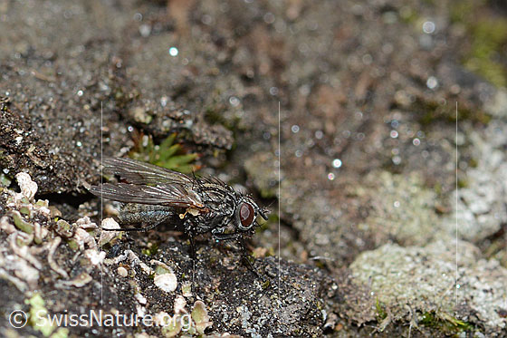 Foto: Wahrscheinlich Helina reversio (Echte Fliege). Länge 6mm. Weibchen. Ansicht von der Seite.