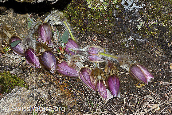 Photo: Pulsatilla vernalis. An animal has picked fresh Pulsatilla vernalis and deposited them in front of the entrance to a small cave.