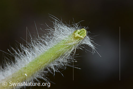 Photo: Pulsatilla vernalis. Stem with missing flower.