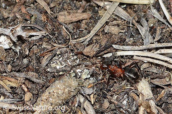 Foto: Wahrscheinlich Grosse Kerbameise (Formica exsecta). Länge 4 - 7.5mm. Ansicht von oben.
