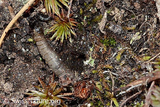 Weissfleckiger Kommafalter Raupe (Hesperia comma)