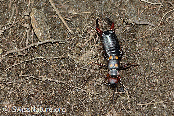 Photo: Anechura bipunctata. View from above.