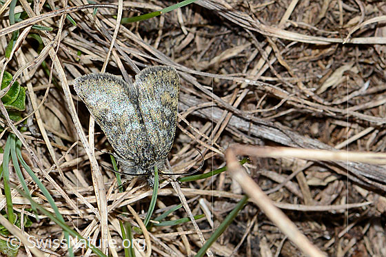Metaxmeste phrygialis (Rüsselzünsler)