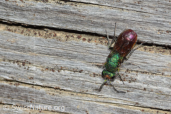 Photo: Probably Chrysura hirsuta. Length 9mm. View from above.