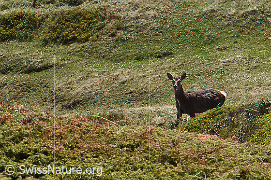Photo: Cervus elaphus. Male.