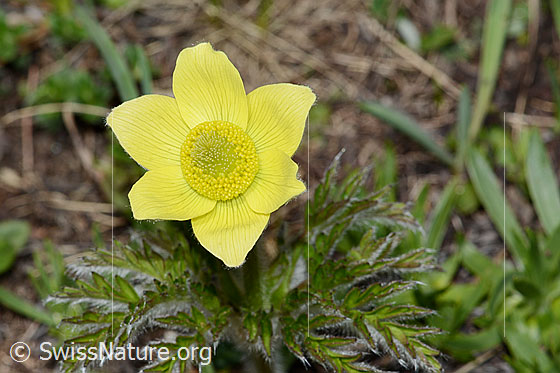 Photo: Pulsatilla alpina ssp. Apiifolia. Blossom.