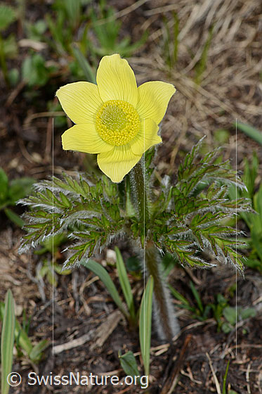 Photo: Pulsatilla alpina ssp. Apiifolia. Whole plant (habiti).