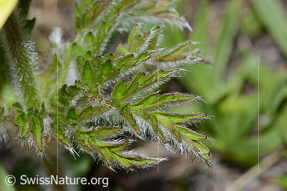 Photo: Pulsatilla alpina ssp. Apiifolia. Leaves.