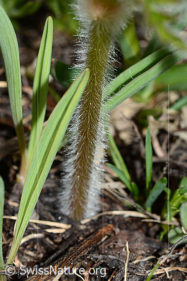 Photo: Pulsatilla alpina ssp. Apiifolia. Stem.