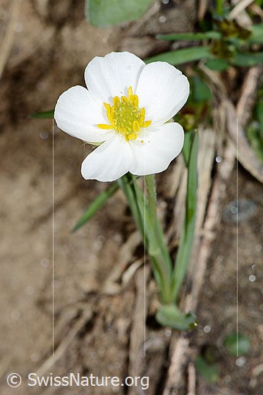 Photo: Ranunculus kuepferi. Whole plant (habiti). View from diagonally above.