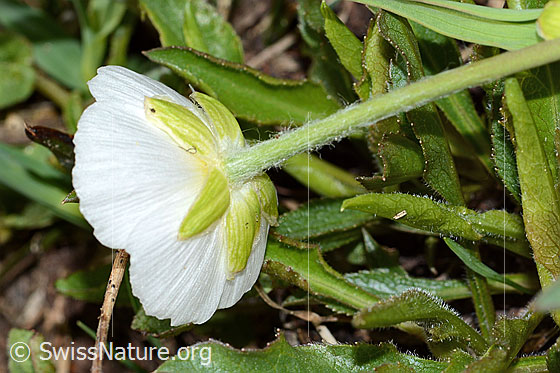 Photo: Ranunculus kuepferi. Calyx and stem.