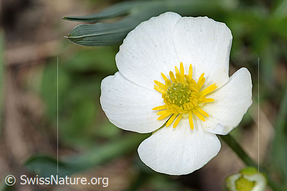 Foto: Pyrenäen-Hahnenfuss (Ranunculus kuepferi). Blüte.