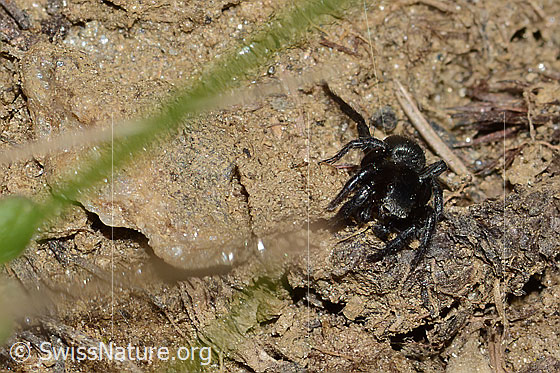 Photo: Probably Phlegra fasciata. Male. Body length: 5-6mm. View from the front.