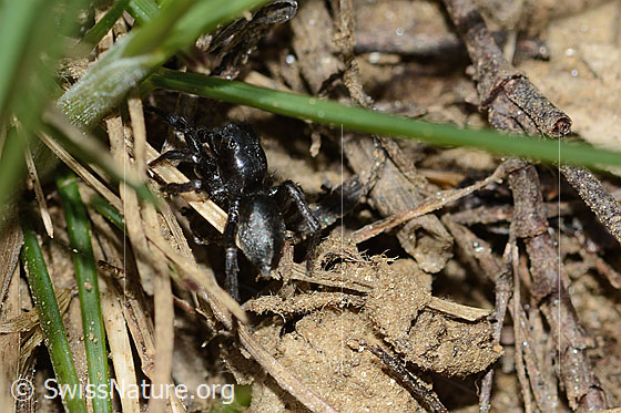 Photo: Probably Phlegra fasciata. Male. Body length: 5-6mm. View from behind.