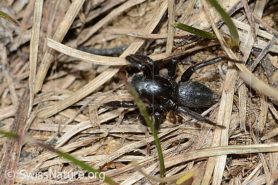 Photo: Probably Phlegra fasciata. Male. Body length: 5-6mm. View from above.