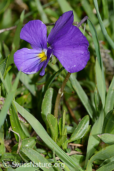 Foto: Langsporniges Stiefmütterchen (Viola calcarata).