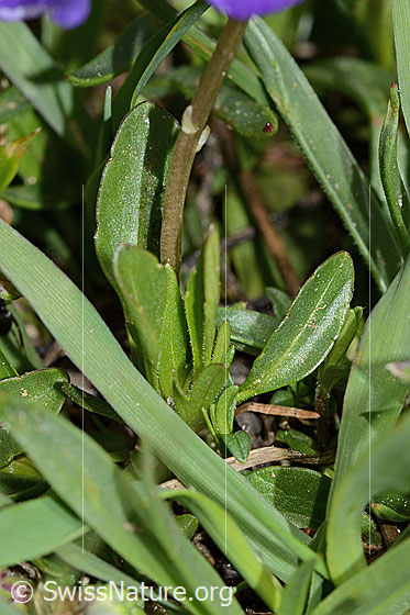 Foto: Langsporniges Stiefmütterchen (Viola calcarata).