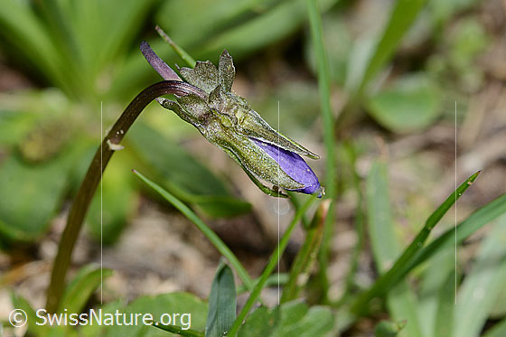 Foto: Langsporniges Stiefmütterchen (Viola calcarata).