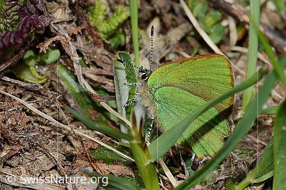 Photo: Callophrys rubi. Wings closed. View from the side.