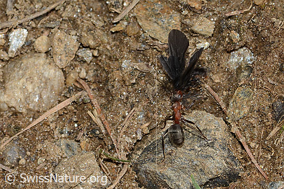 Photo: Probably Formica lugubris and butterfly. Length 9mm. View from above