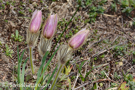 Photo: Pulsatilla vernalis. Whole plant (habiti).
