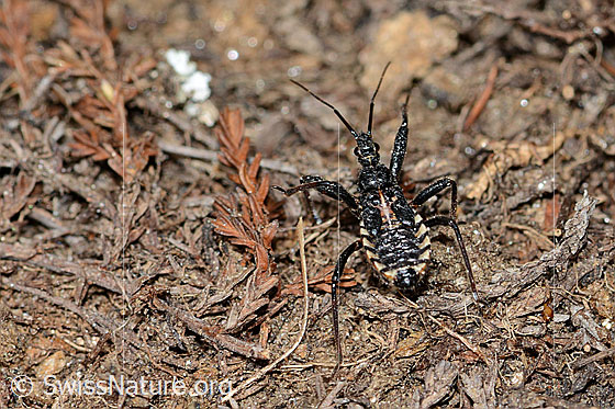 Mediterrane Mordwanze (Rhynocoris erythropus)